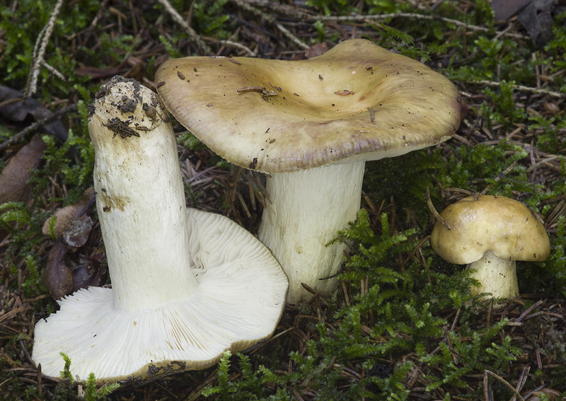 Russula viscida